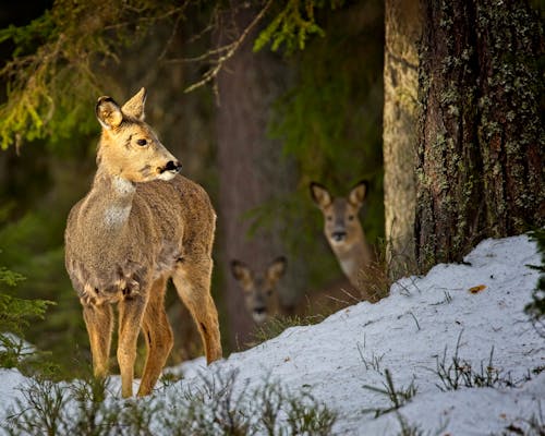 Brown Deer on Snow Covered Ground