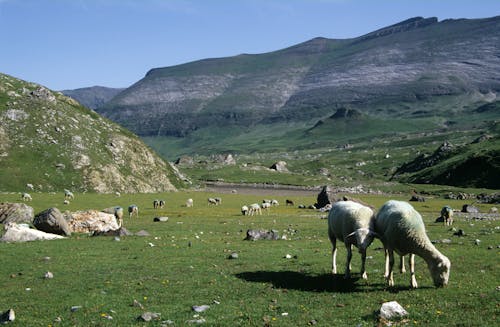 Kostnadsfri bild av äng, berg, betning