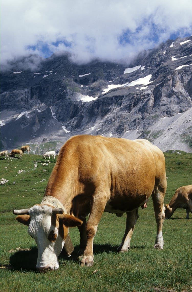 Cattle Grazing On A Pasture