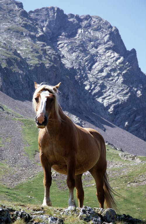 Brown Horse on Green Grass Field