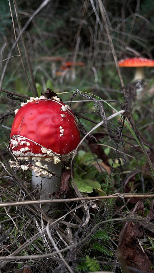 Free stock photo of amanita muscaria, dense forest, fly agaric
