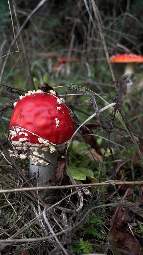 Imagine de stoc gratuită din amanita muscaria, ciupercă, ciuperca muștelor