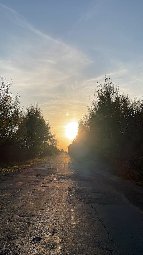 Free stock photo of big trees, sunset, tarmac road