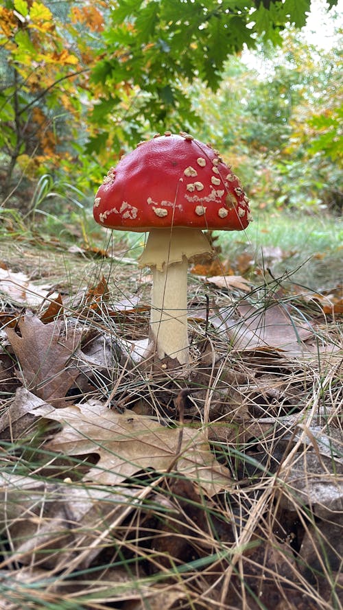 Free stock photo of amanita muscaria, dense forest, fly agaric