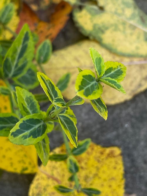 Free stock photo of green, green leaves, green plant