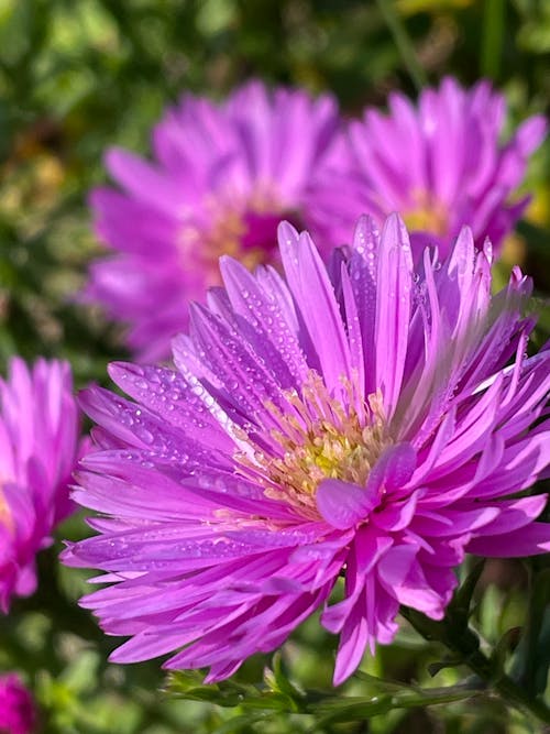 Free stock photo of drops, flower, pink