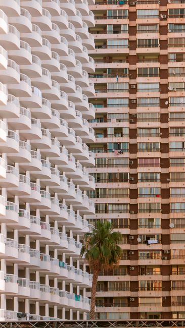 Vertical shot of modern high-rise buildings with balconies and palm tree in Benidorm, Spain.