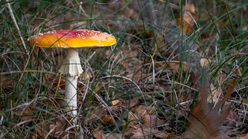 cute little red mushroom