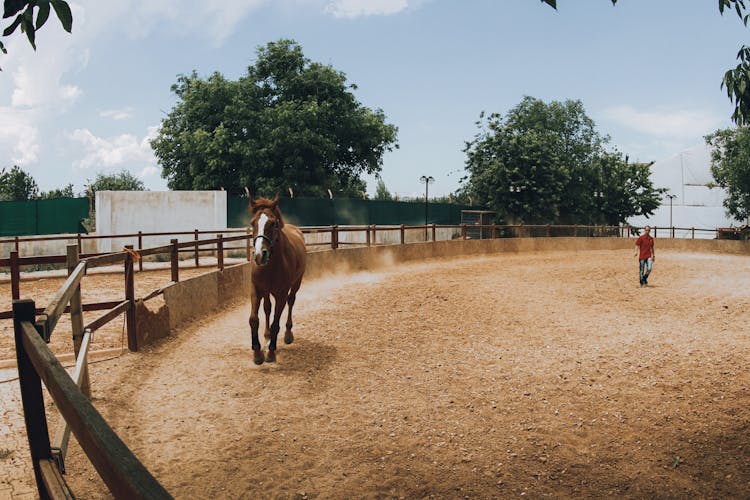 Brown Horse Running Beside A Fence