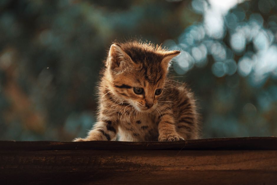 Meow and BVNK: Bridging Crypto-Fiat Payments for Businesses