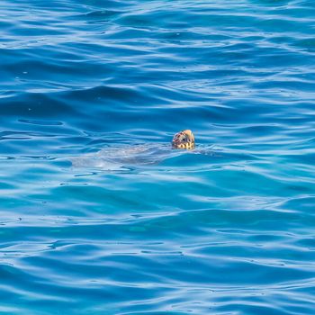 A sea turtle surfaces in the clear blue ocean, showcasing marine wildlife.