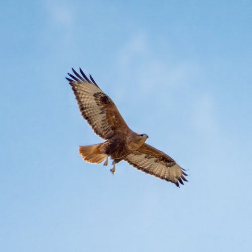 Foto stok gratis bangsa burung, bidikan sudut sempit, bulu burung