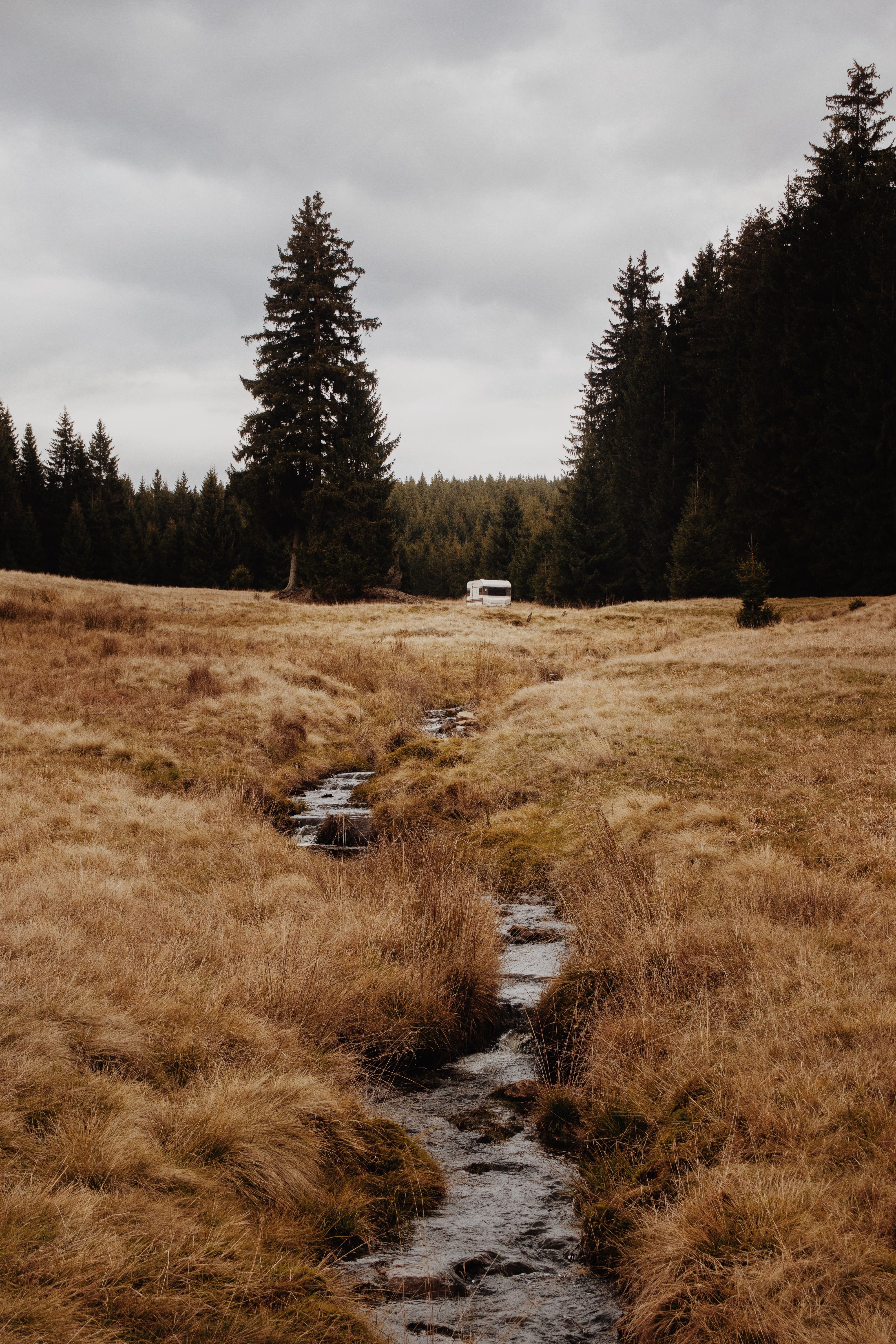 A small stream winds through brown grass in a tranquil countryside landscape with coniferous trees.
