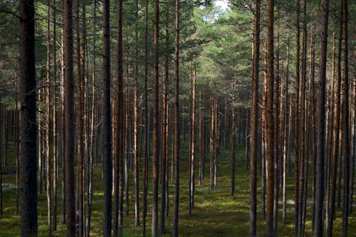 Foto profissional grátis de árvores, filiais, floresta