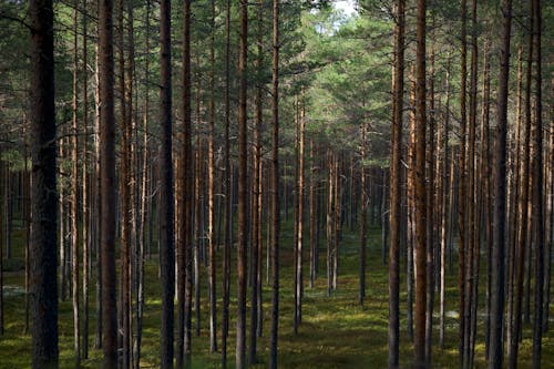 Trees in the Woods