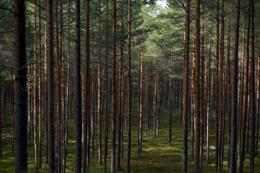 Serene pine forest with sun-dappled trees creating a tranquil natural scene.