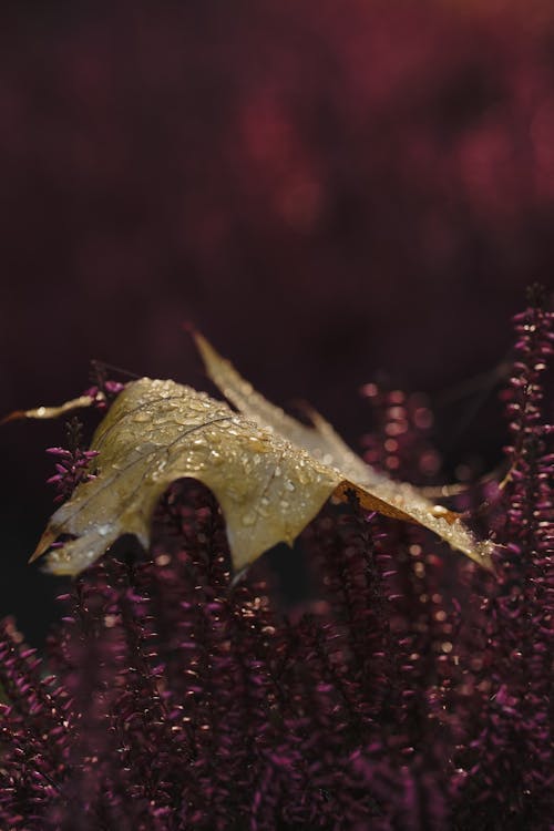 Maple Leaf with Dewdrops