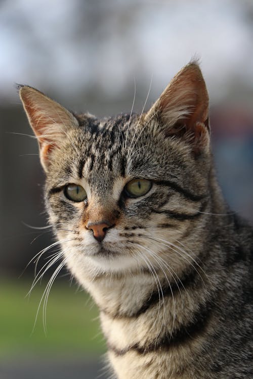 Close-Up of a Tabby Cat 