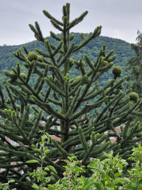 Gratuit Photos gratuites de araucaria araucana, arbre à feuilles persistantes, fermer Photos