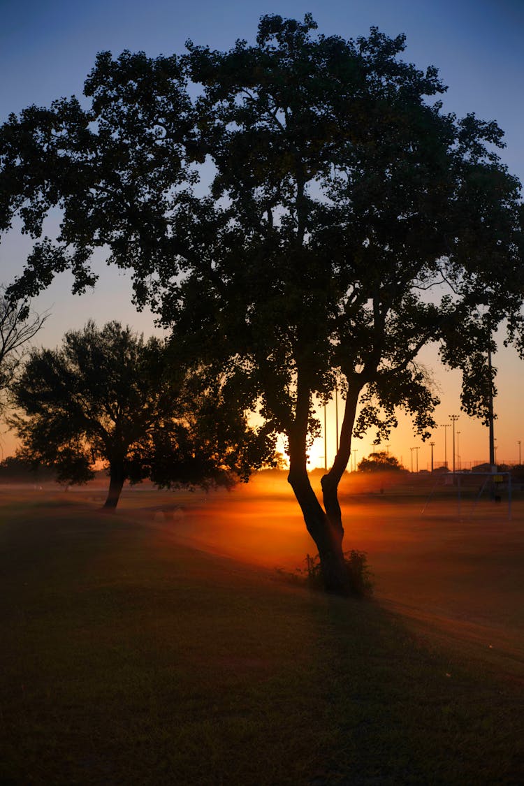 Silhouette Of A Tree During Dawn