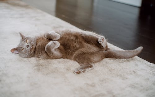 Bezpłatne Darmowe zdjęcie z galerii z dywan, fotografia zwierzęcia, koci Zdjęcie z galerii