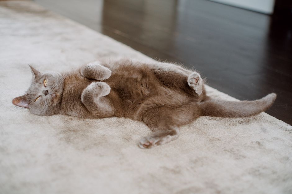 Gray cat lying belly-up on a pale carpet, front paws curled and eyes half open