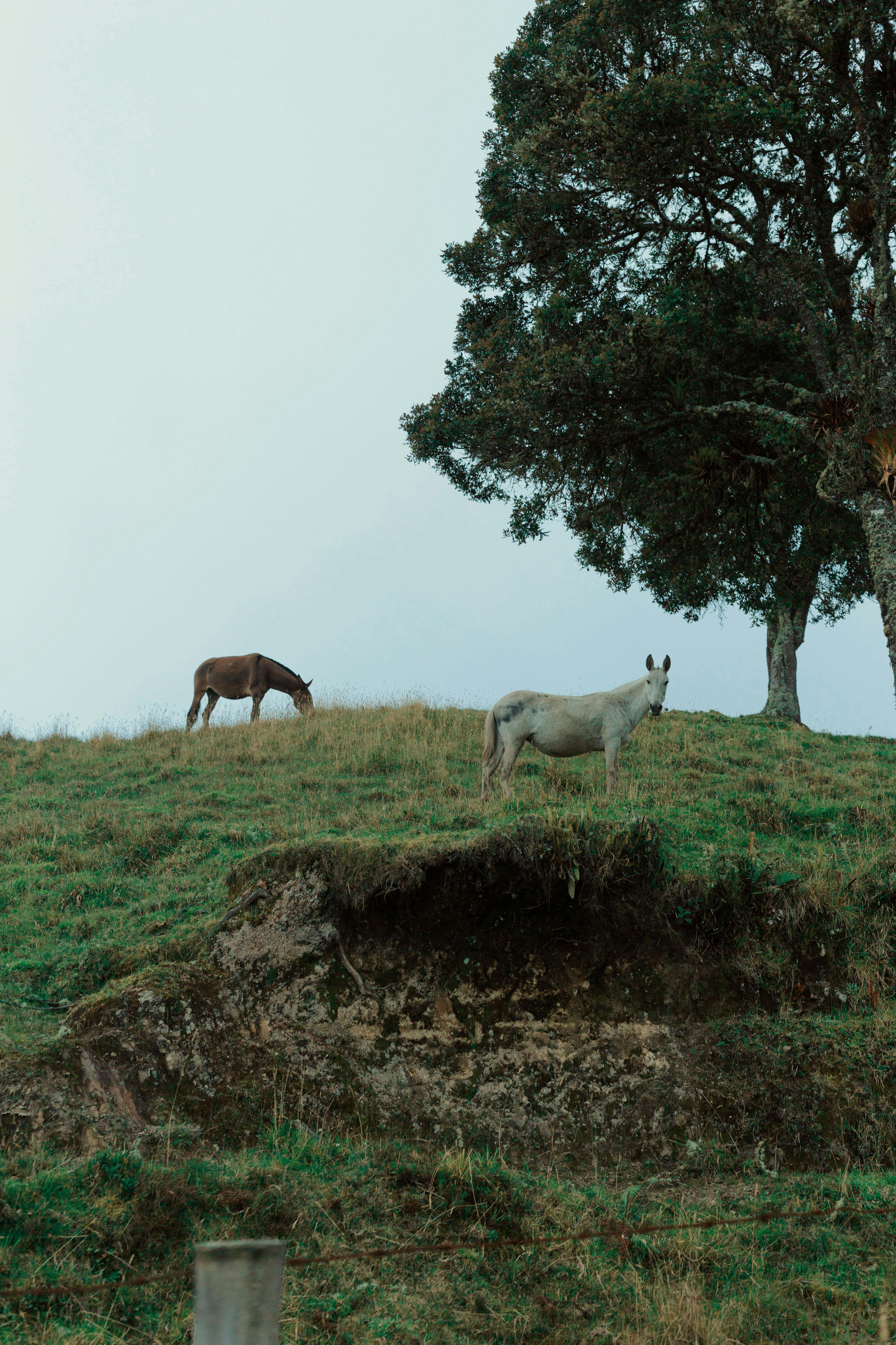 Horses grazing in a lush green field beneath a tree in rural Pereira, Colombia.