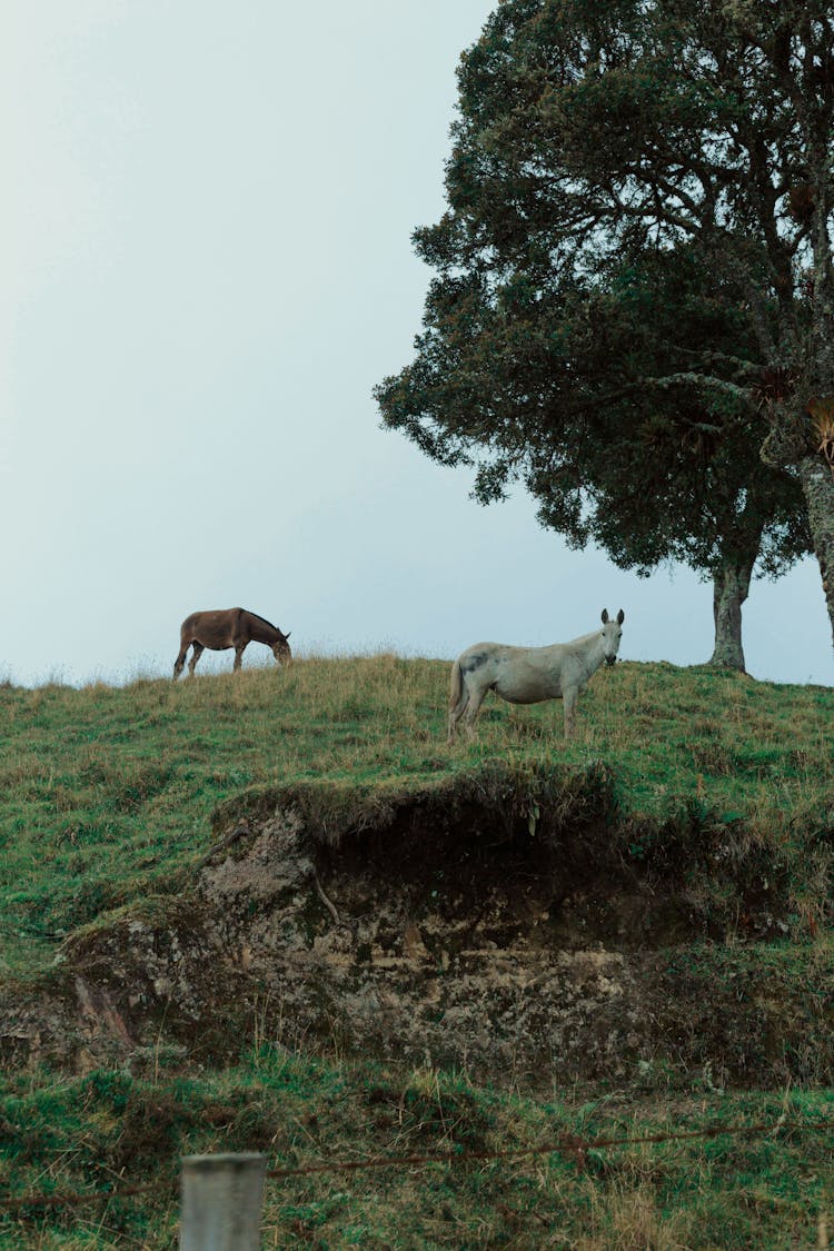 Two Horses Grazing In A Field 