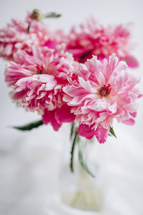 Foto stok gratis bejana, berwarna merah muda, bunga-bunga