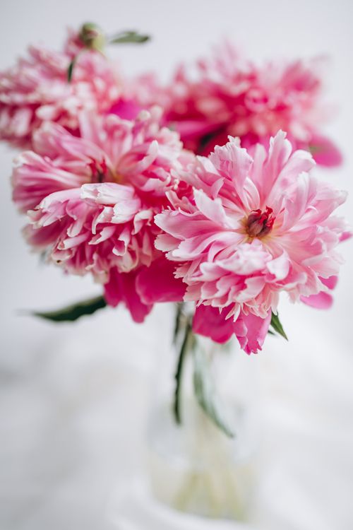 Free Close-up of vibrant pink peonies in a vase, perfect for spring decor. Stock Photo