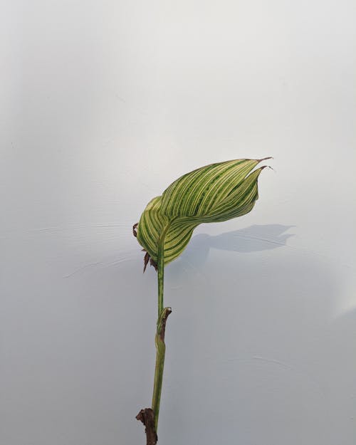 Minimalism Leaf