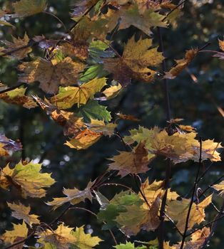 Close-up of vibrant autumn maple leaves highlighted by sunlight.