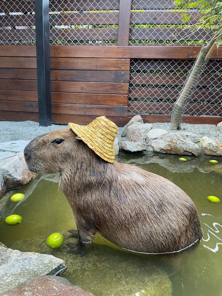 A Capybara With A Hat 