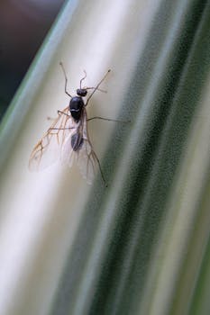 Detailed close-up of a fly resting on a plant stem, showcasing delicate wing structure.