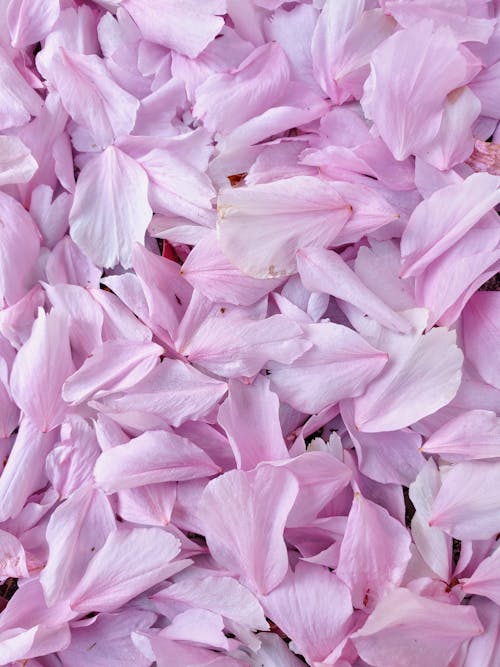 Close Up Photo of Pink Petals