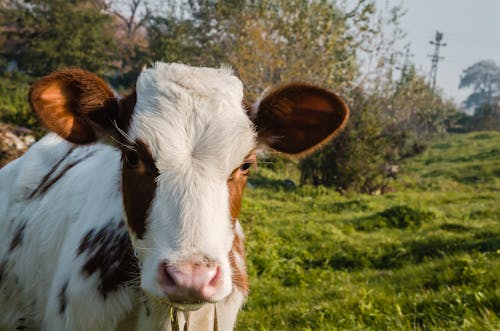 Close Up Photo of a Calf