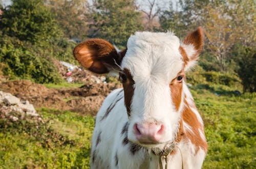 A Close-Up Photo of a Calf Standing on Grassland