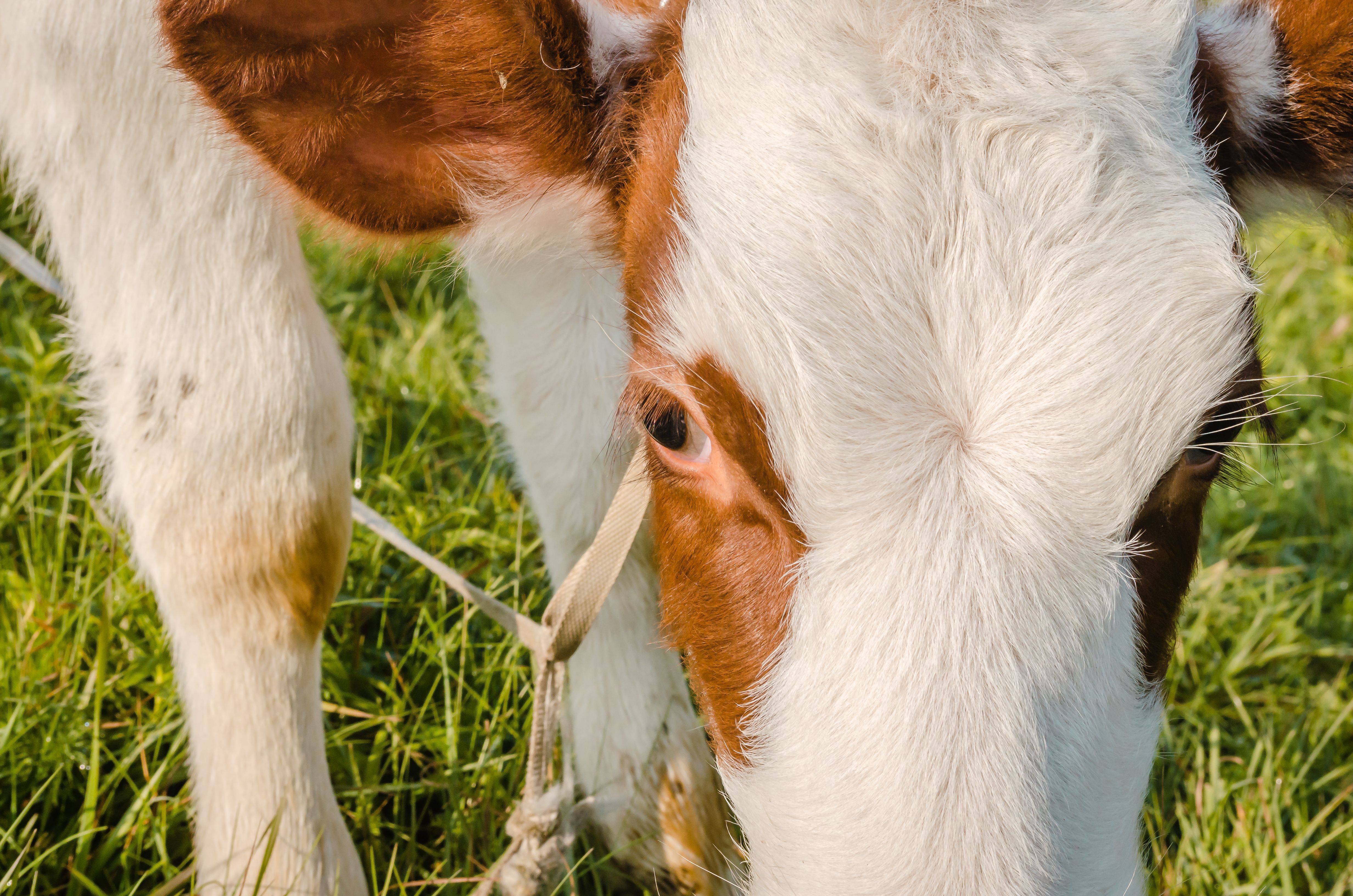Beautiful little brown and white calf on green grass. · Free Stock Photo