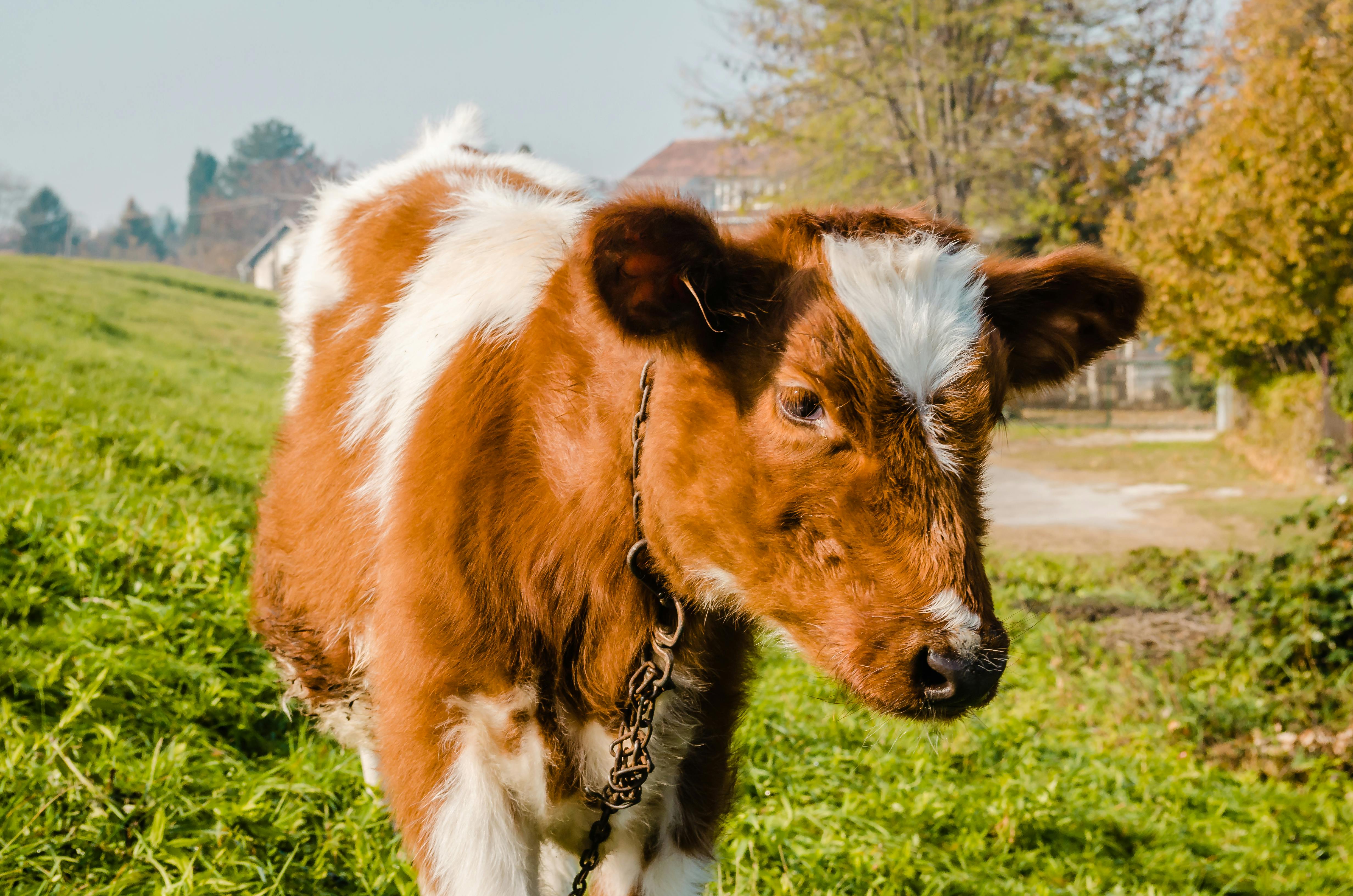 beautiful little brown and white calf on green grass