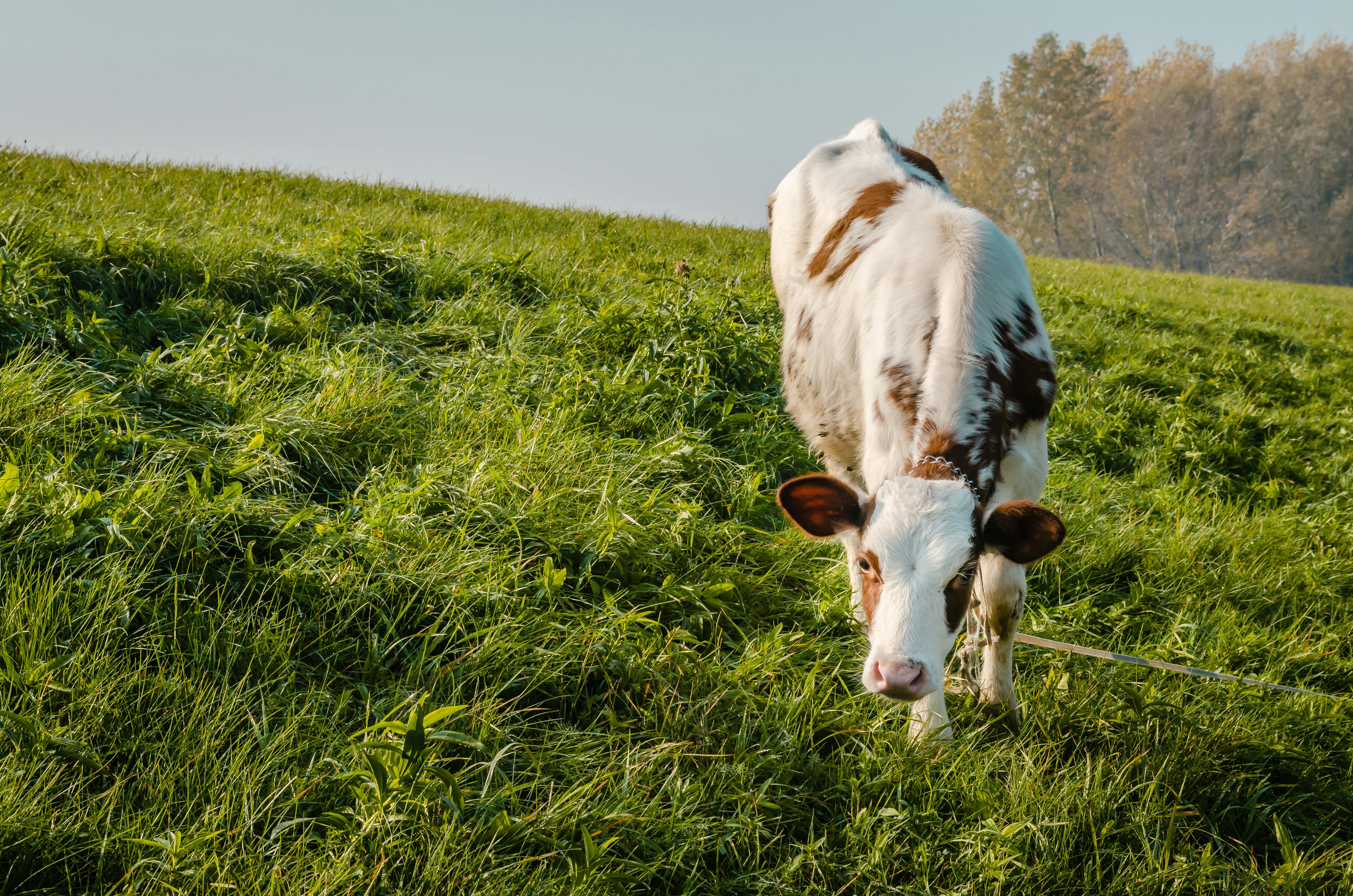 beautiful little brown and white calf on green grass