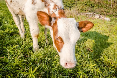 A Calf Grazing on Grass
