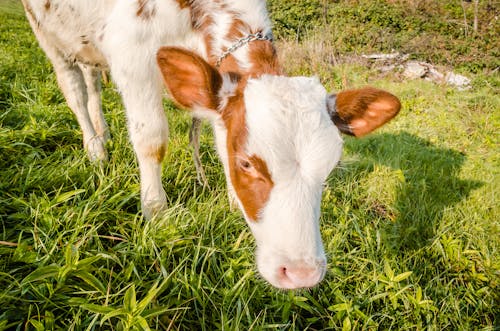 Foto stok gratis agrikultura, banteng, belum tua