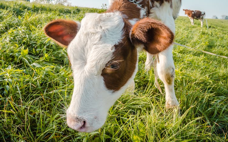 Brown And White Calf On Green Grass