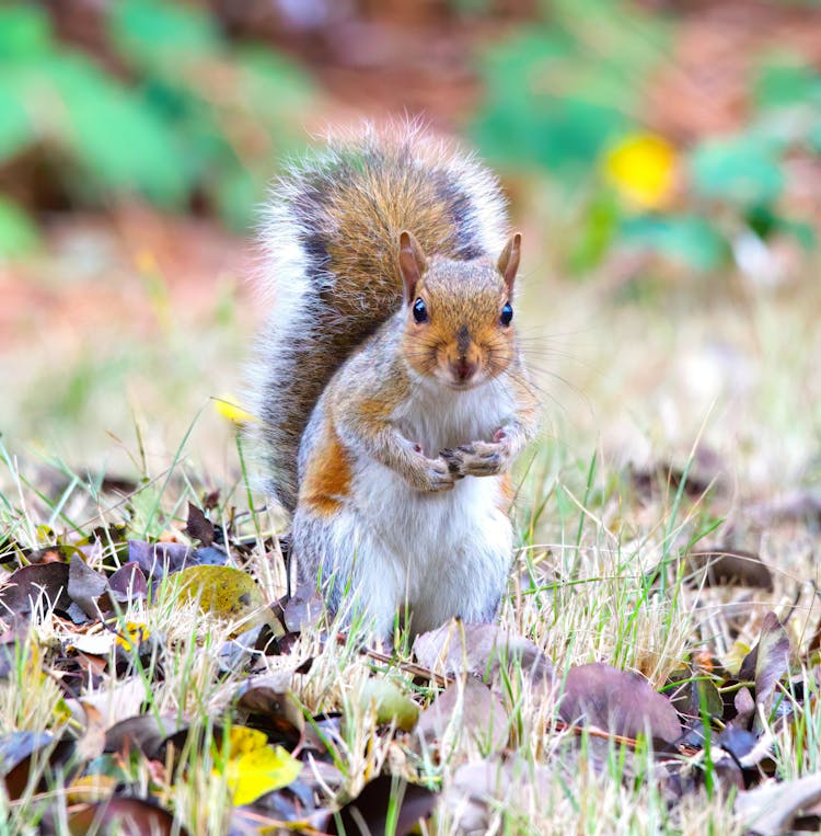 Close-Up Shot Of A Squirrel 