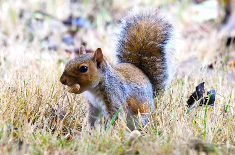 A Squirrel With A Peanut 