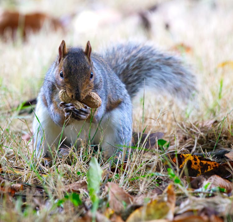 Close Up Photo Of Squirrel Eating Peanut