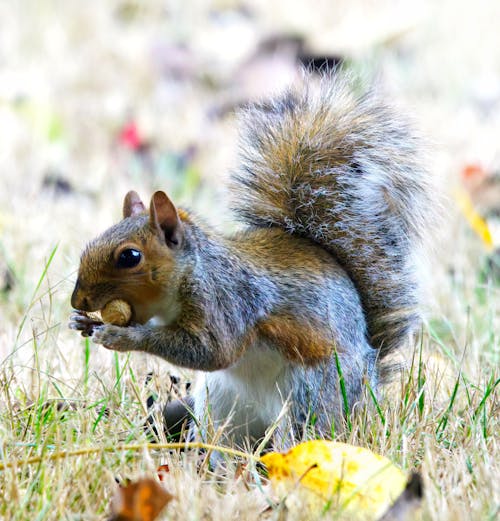 Безкоштовне стокове фото на тему «sciuridae, арахіс, білка»