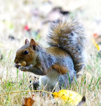 A gray squirrel munching on a nut in a grassy area, showcasing wildlife in its natural habitat.