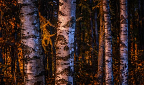 Close-up of Birches in a Forest 