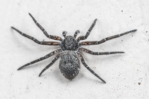 Free Black Spider on White Surface Stock Photo